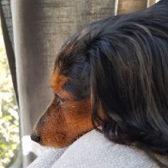 Meet your Posher, Jack - Picture 1 of 1